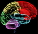 181_OurMidBrain