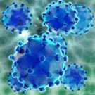 381-hepatitis