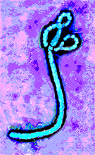 441-ebola