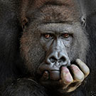 450-gorillas