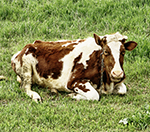 561-mad-cow