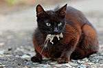 585-cats