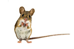 598-mice