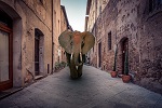 632-elephants