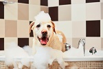 664-dirtydogs