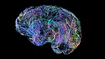 681-brain