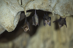 703-bats
