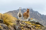 727-llamas