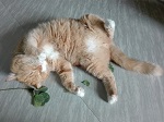 764-catnip