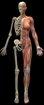 human skeleton