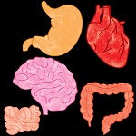 human organ graphics