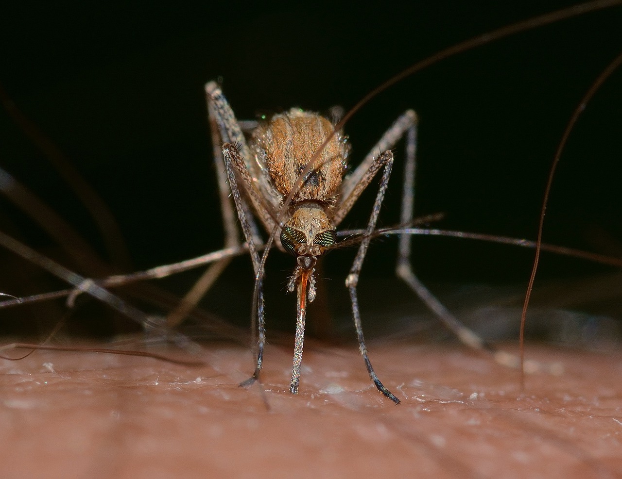 mosquito biting person's skin