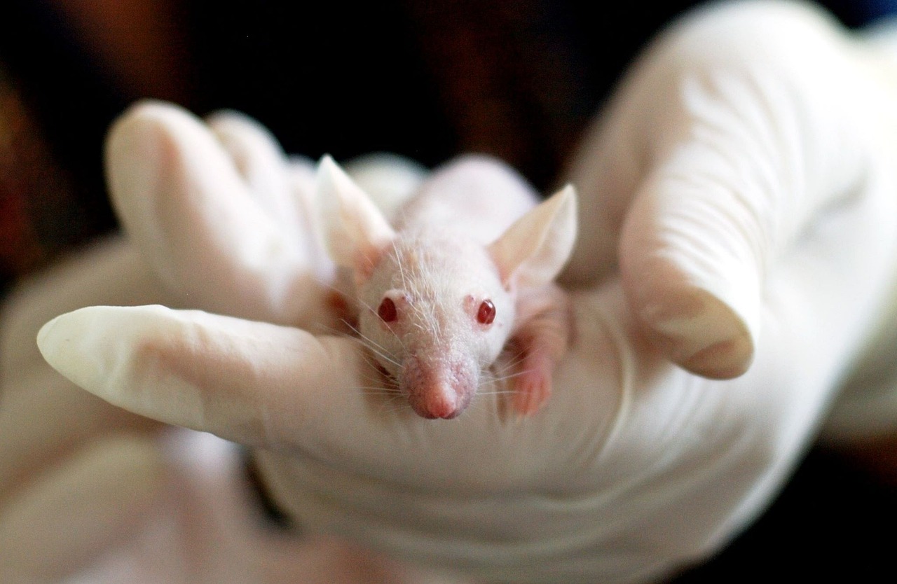 mouse held in gloved hand