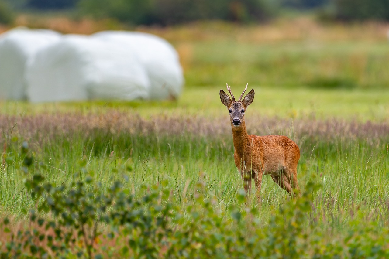 deer in field