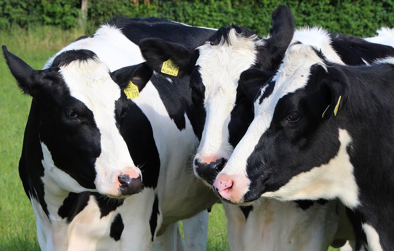 herd of black and white cows