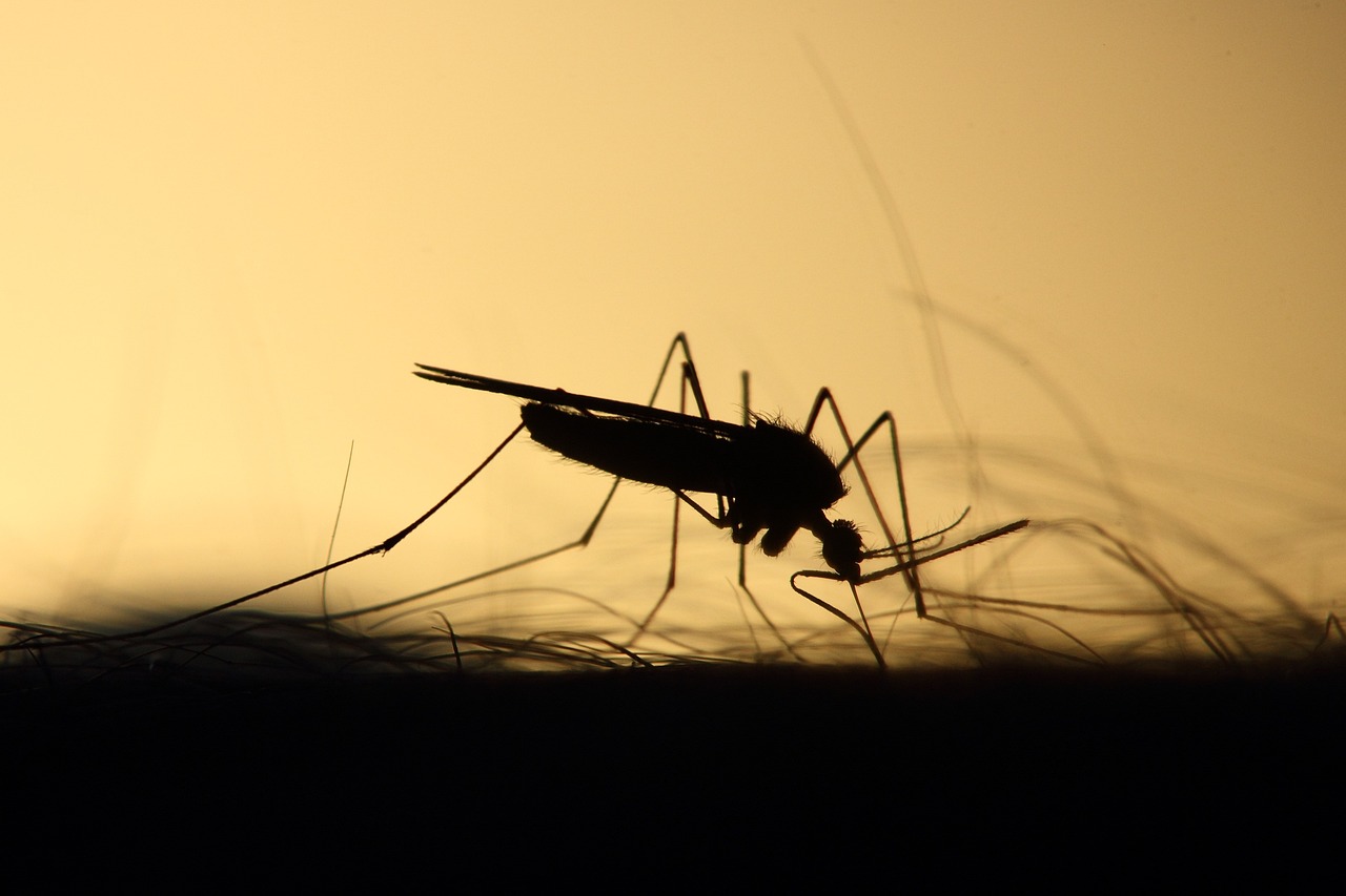 965 Controling mosquitos through a toxic relationship mosquito feeding on human arm