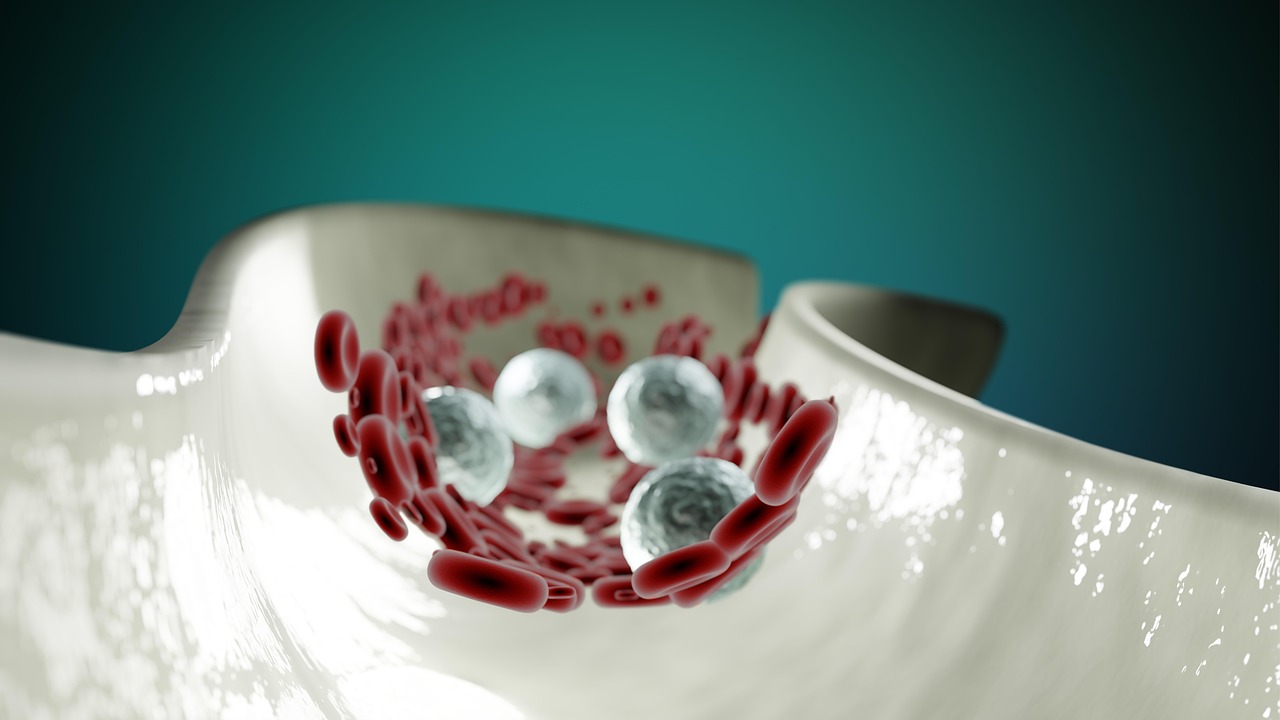 977 Your Neutrophils make their own Bandaide neutrophils in a slide