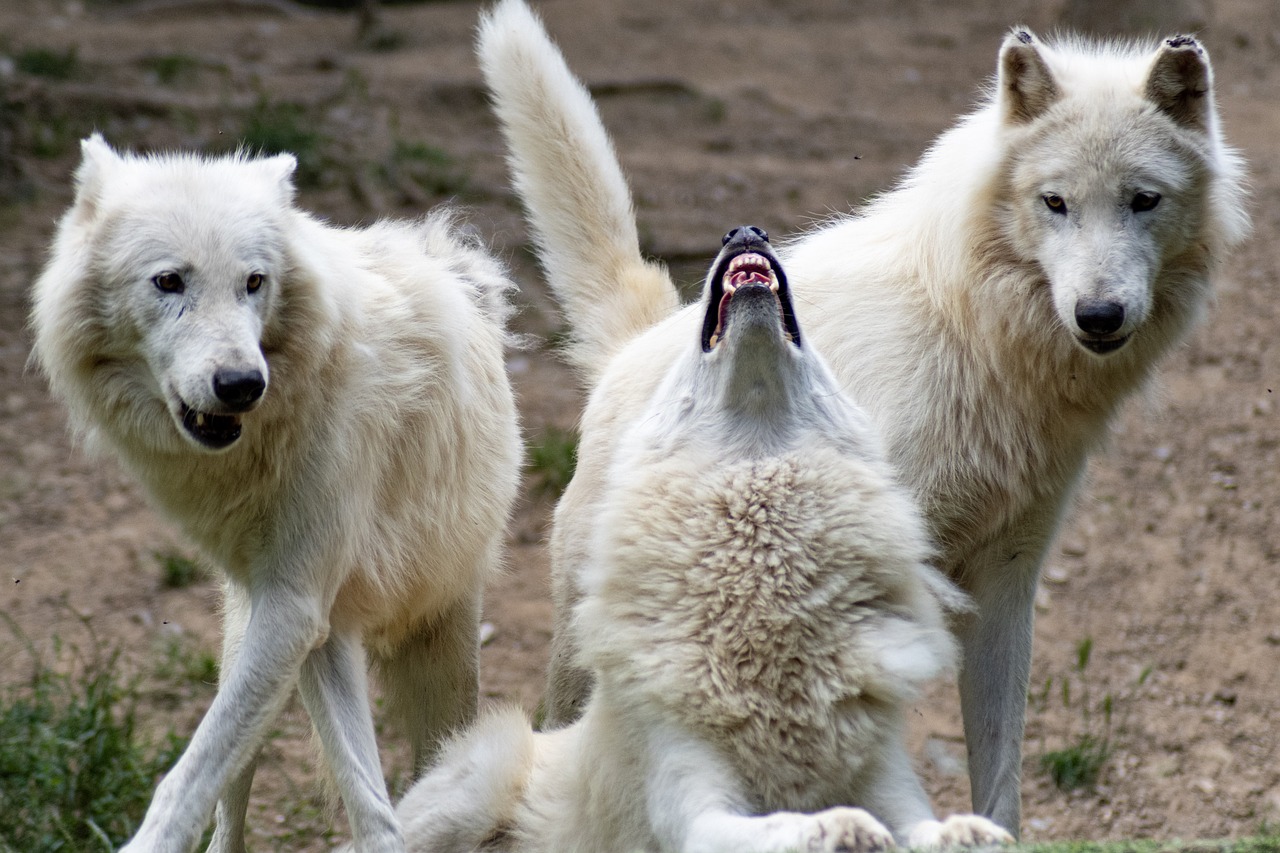 Three dire wolf pups