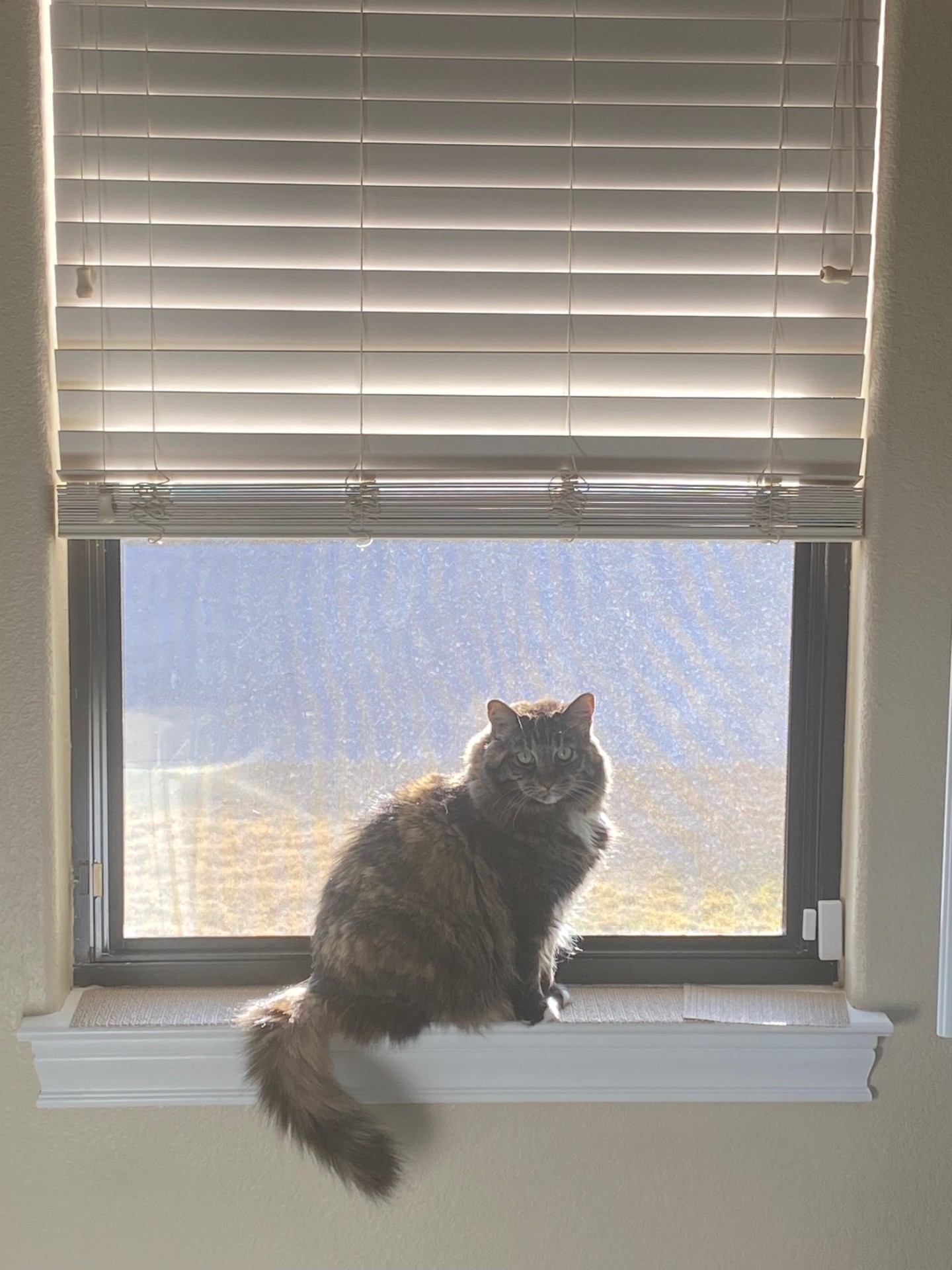 cat sitting in window